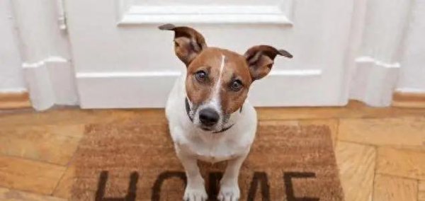 元配网 狗狗叼拖鞋暖人心，5招护家添福气，你家有几招？