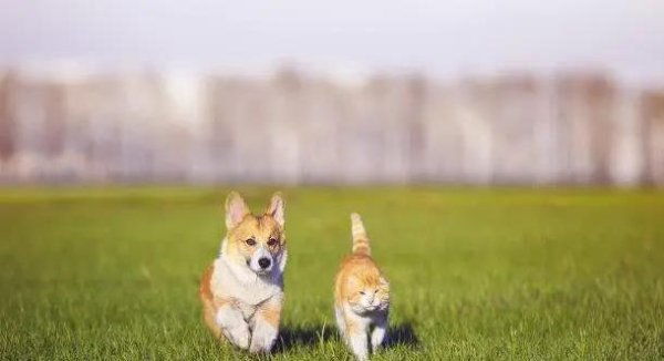 永星速配 宠物照片拍不好？学会这3招，毛孩秒变网红！